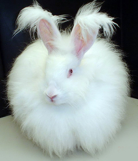 Fichier:Fluffy white bunny rabbit.jpg