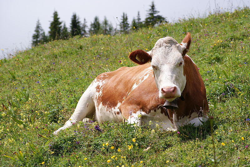 Fichier:Cow (Fleckvieh breed) Oeschinensee Slaunger 2009-07-07.jpg