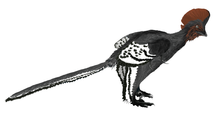 Fichier:Anchiornis transparent.png