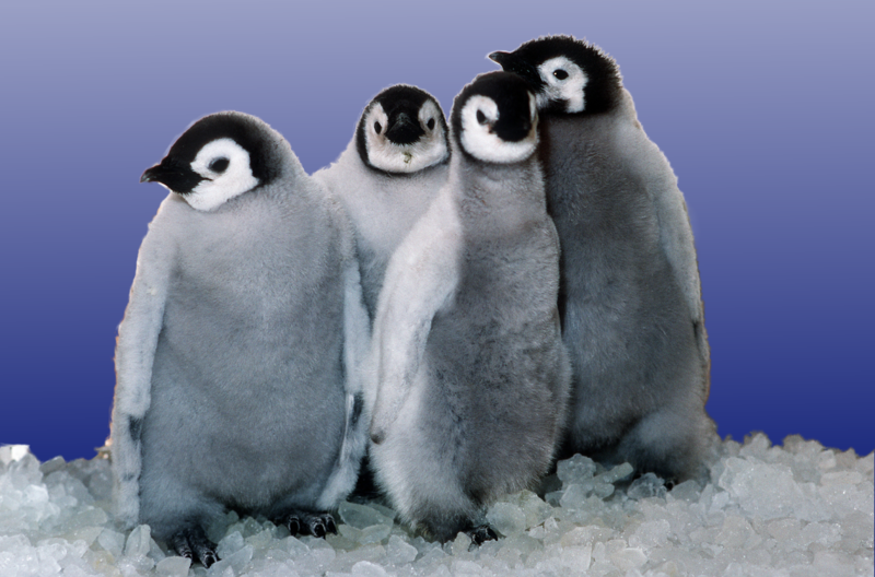 Fichier:Emperor penguin chicks at Sea World.png