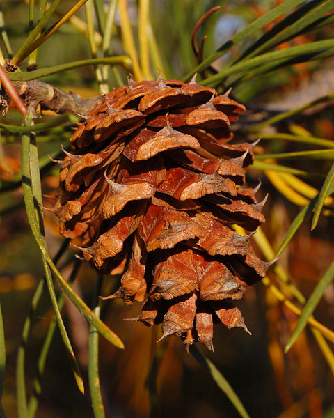 Fichier:Scrub Pine Pinus virginiana Cone Closeup 2000px.jpg