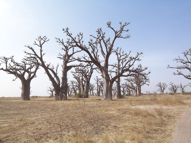Fichier:Baobabs- Saly Sénégal.jpg