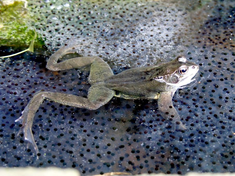 Fichier:Frog in frogspawn.jpg