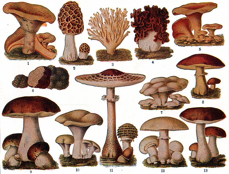 Fichier:Edible Fungi.jpg