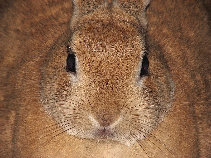 Fichier:File-Domestic-rabbit-Leo-front-0a.jpg