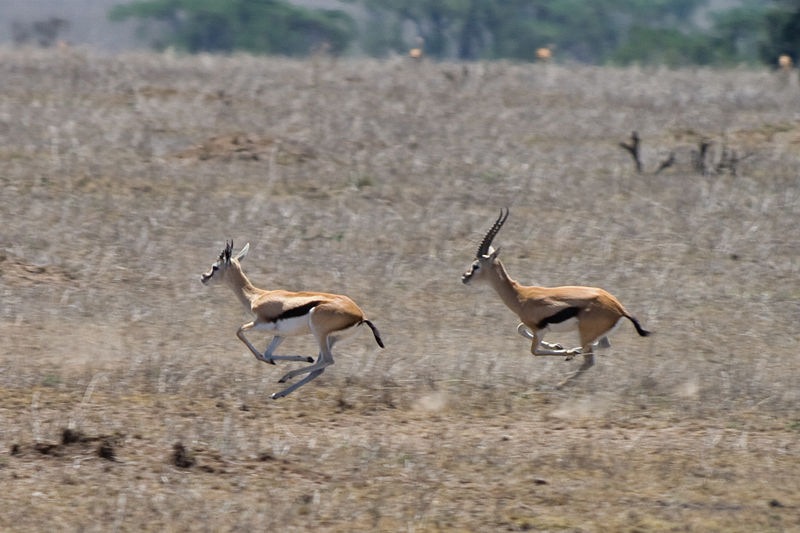 Fichier:Gazella thomsonii Serengeti.jpg