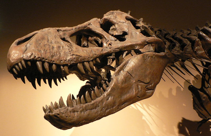 Fichier:Palais de la Decouverte Tyrannosaurus rex p1050042.jpg