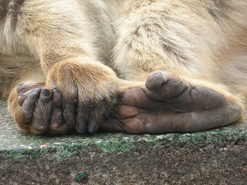 Fichier:Macaque berbère - pieds et mains - Gibraltar.JPG