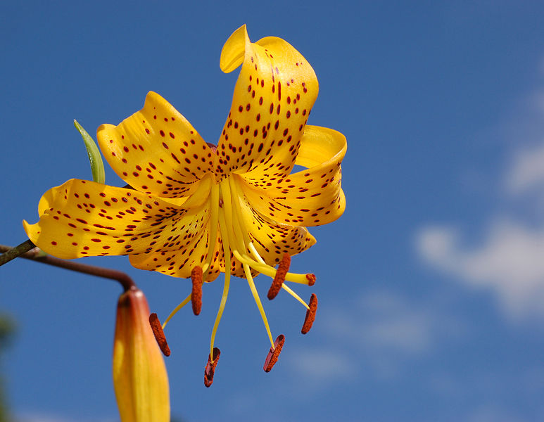 Fichier:Lily Lilium 'Citronella' Flower 2578px.jpg