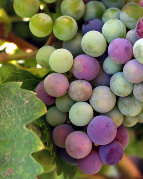 Fichier:Wine grapes baja.jpg
