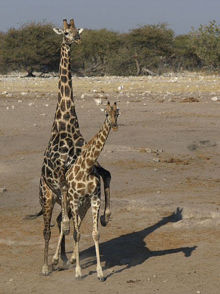 Fichier:Giraffa camelopardalis angolensis (mating).jpg