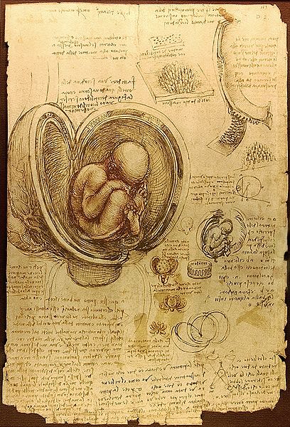 Fichier:Da Vinci Studies of Embryos Luc Viatour.jpg
