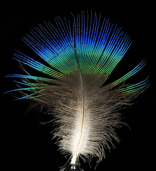 Fichier:Feather of male Pavo cristatus (Indian peafowl).jpg