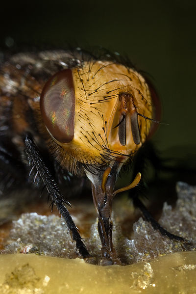 Fichier:Tachina fly Gonia capitata feeding honey.jpg