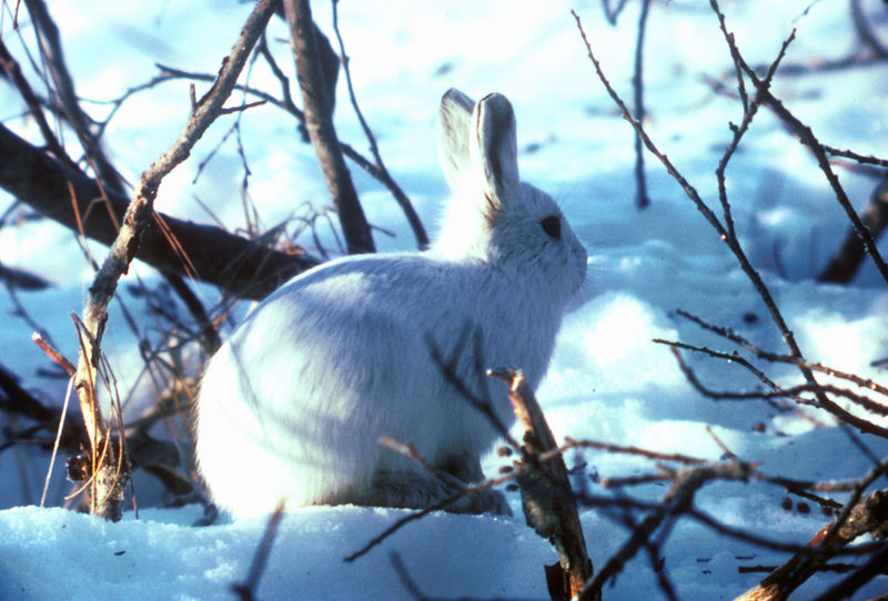 Fichier:800px-Arctic Hare.jpg