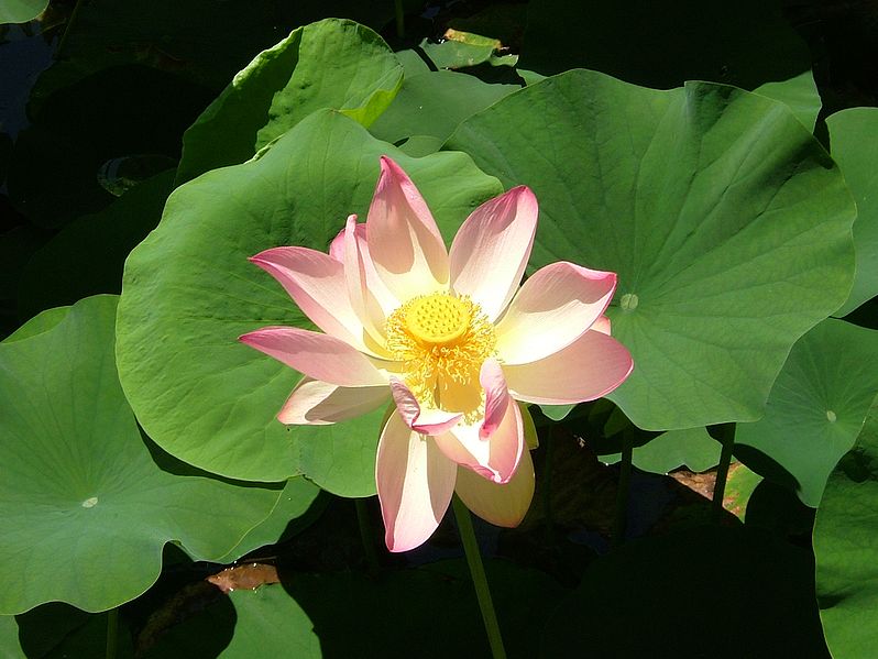 Fichier:Lotus.jpg