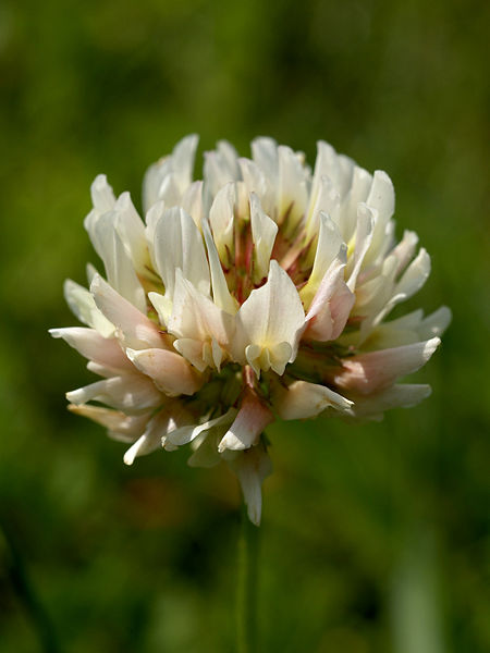 Fichier:Trifolium repens (inflorescense) Edit.jpg