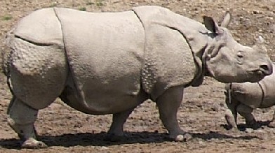 Fichier:Indian Rhinoceros cropped mirrored.jpg