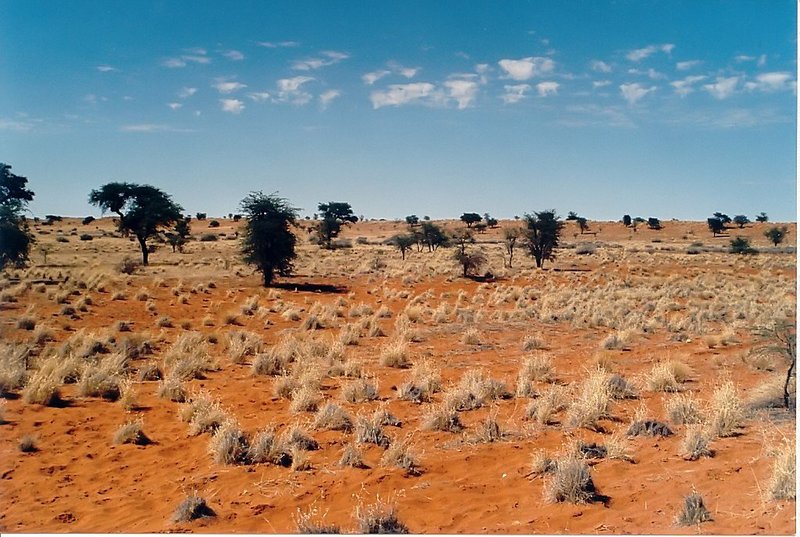 Fichier:Steppe du Kalahari 1.jpg