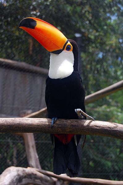 Fichier:Ramphastos toco-Gramado Zoo, Brazil-a.jpg