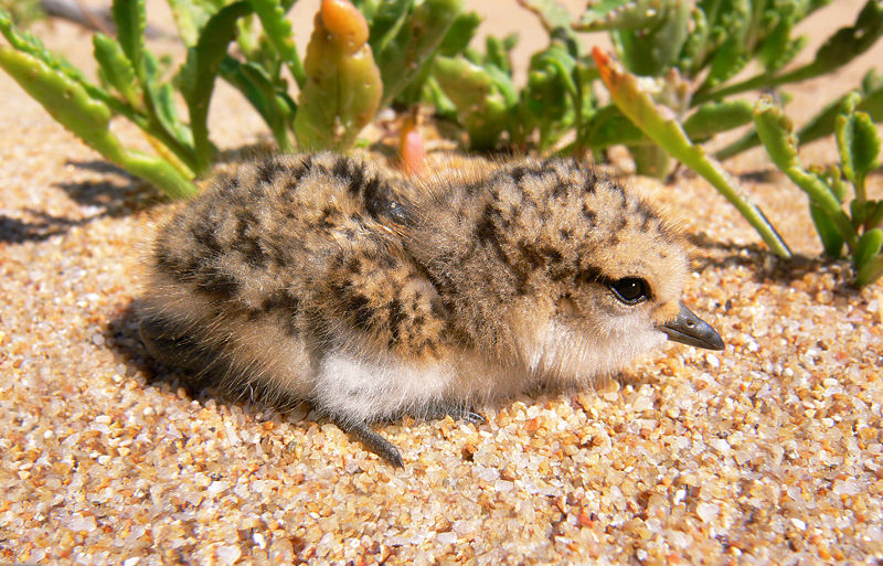 Fichier:Red-capped plover chick444.jpg