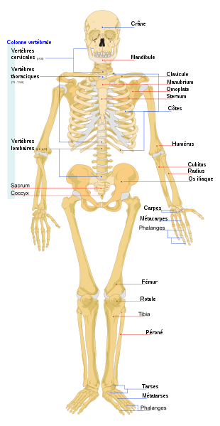 Fichier:Human skeleton front.png