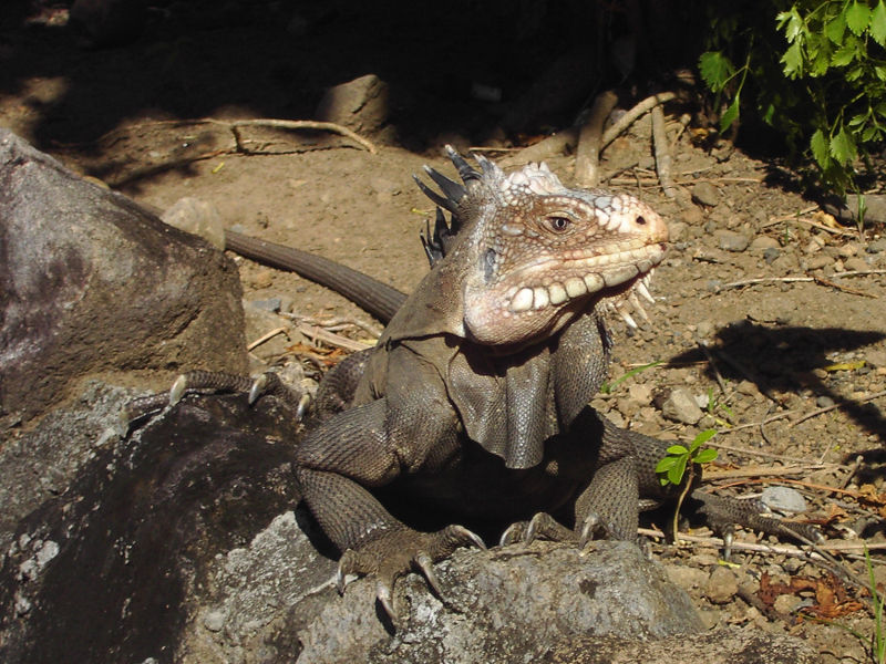 Fichier:Iguane des Petites Antilles ou iguane antillais (Iguana delicatissima).jpg