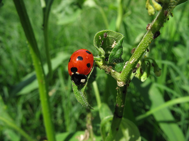 Fichier:Ladybug aphids.JPG
