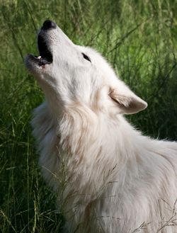 Howling White Wolf.jpg