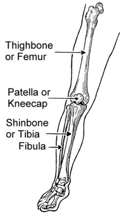 planche anatomique. Les différentes parties et les os de la jambe
