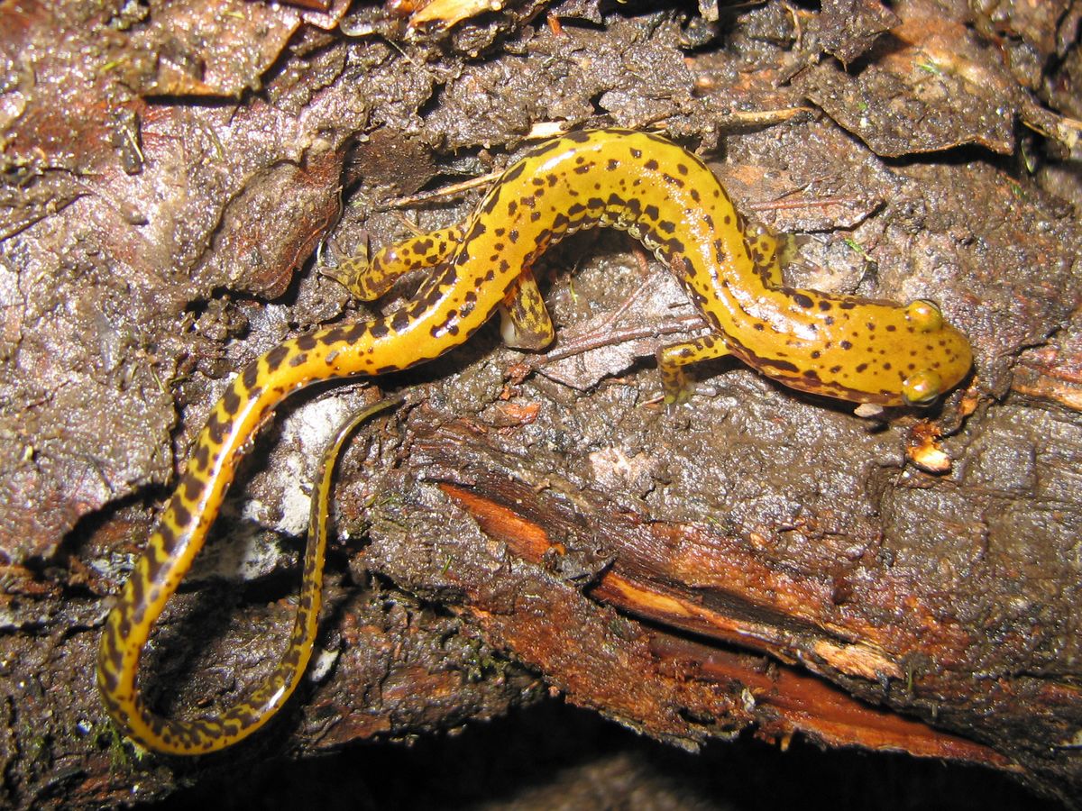 Salamandre - Vikidia, l'encyclopédie des 8-13 ans