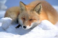 Un renard roux japonais (Vulpes vulpes schrencki), couché dans la neige à Hokkaïdo, au Japon.