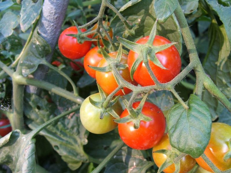 Fichier:Plant tomates.jpg
