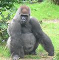Le gorille peut mesurer jusqu'à 2m75 et peser 350 kg