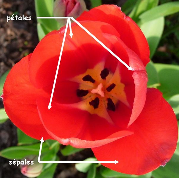 Fichier:Tulipe légéndée.JPG