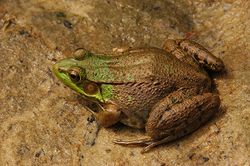 Green Frog Rana clamitans Facing Left 3008px.jpg