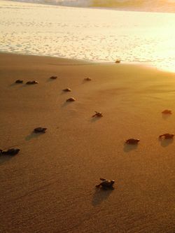 Bébés tortues rejoignant la mer au Mexique.JPG