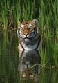 Le tigre (Panthera tigris)