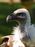Images sur les vautours