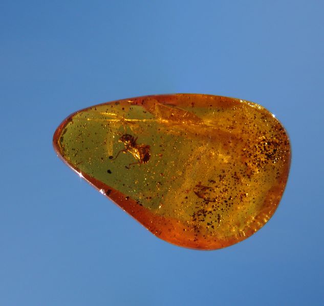 Fichier:An Ant in Colombian amber.jpg