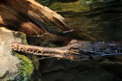 Le faux-gavial d'Afrique.