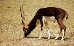Antilope cervicapre mâle