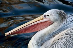 Pelican-pink-backed.jpg