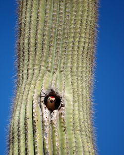 pic des saguaros, sortant de son trou, creusé dans un saguaro.