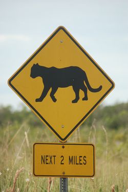 Panneau signalant le passage de panthère de Floride, dans le parc national des Everglades. La panthère de Floride est un animal menacé de disparition.