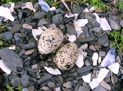 Les œufs de l'huîtrier-pie