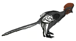 Anchiornis.png