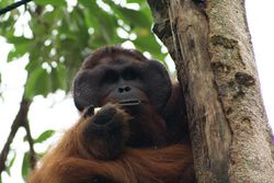 Un orang-outan de Bornéo mâle, dans une réserve naturelle