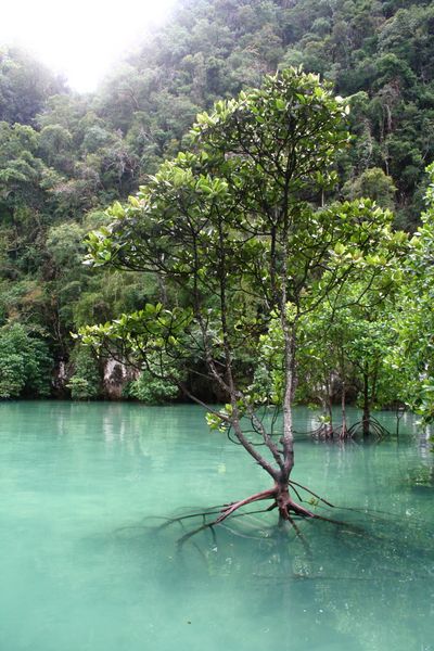 Fichier:Arbre mangrove.jpg