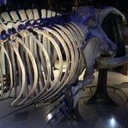 Squelette de baleine.jpg